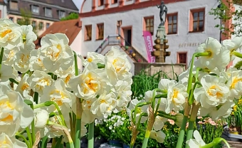Frischemarkt Blumen Rathaus
