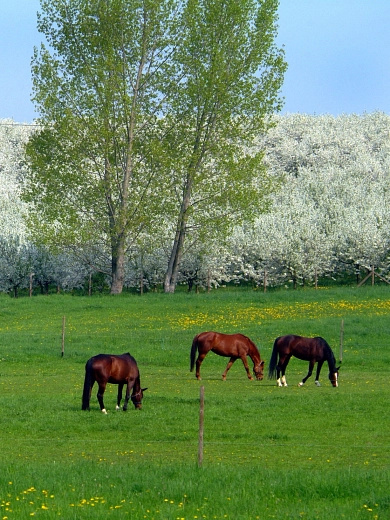 Pferde vor Apfelplantangen