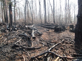 Waldbrandfläche im Landkreis Lepzig vom April 2019
